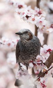 Preview wallpaper bird, sakura, flowers, branches, macro