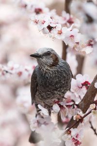 Preview wallpaper bird, sakura, flowers, branches, macro