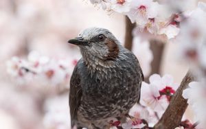 Preview wallpaper bird, sakura, flowers, branches, macro