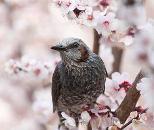 Preview wallpaper bird, sakura, flowers, branches, macro