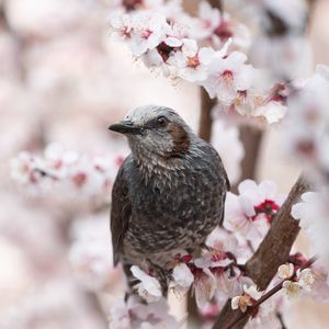 Preview wallpaper bird, sakura, flowers, branches, macro