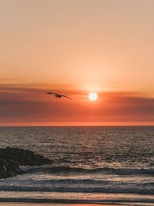 Preview wallpaper bird, sea, flight, sunset