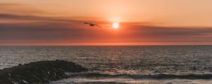 Preview wallpaper bird, sea, flight, sunset