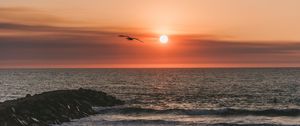 Preview wallpaper bird, sea, flight, sunset