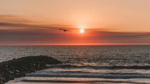 Preview wallpaper bird, sea, flight, sunset