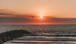 Preview wallpaper bird, sea, flight, sunset