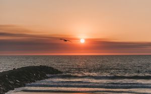 Preview wallpaper bird, sea, flight, sunset