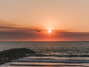 Preview wallpaper bird, sea, flight, sunset