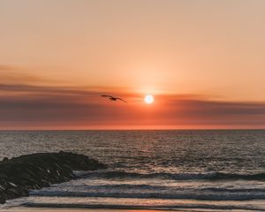 Preview wallpaper bird, sea, flight, sunset