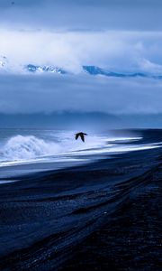 Preview wallpaper bird, sea, flight, surf