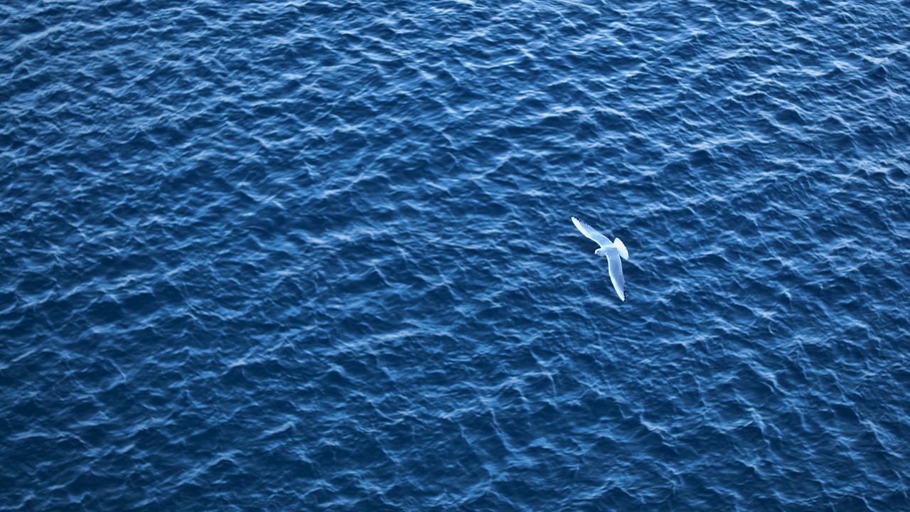 Wallpaper bird, sea, flight, ripple