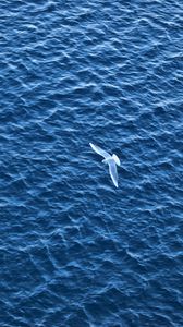 Preview wallpaper bird, sea, flight, ripple