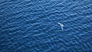 Preview wallpaper bird, sea, flight, ripple