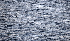 Preview wallpaper bird, sea, flight