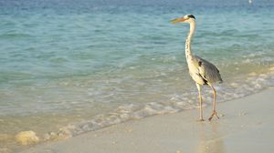 Preview wallpaper bird, sea, shore, long legs, walk