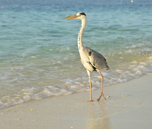 Preview wallpaper bird, sea, shore, long legs, walk