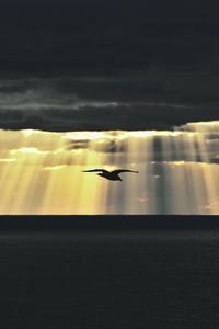 Preview wallpaper bird, sea, twilight, sky, clouds, sunlight
