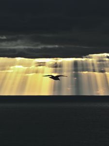 Preview wallpaper bird, sea, twilight, sky, clouds, sunlight