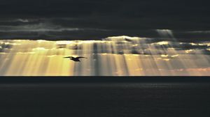 Preview wallpaper bird, sea, twilight, sky, clouds, sunlight