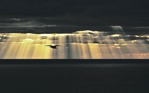 Preview wallpaper bird, sea, twilight, sky, clouds, sunlight