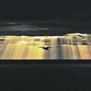 Preview wallpaper bird, sea, twilight, sky, clouds, sunlight