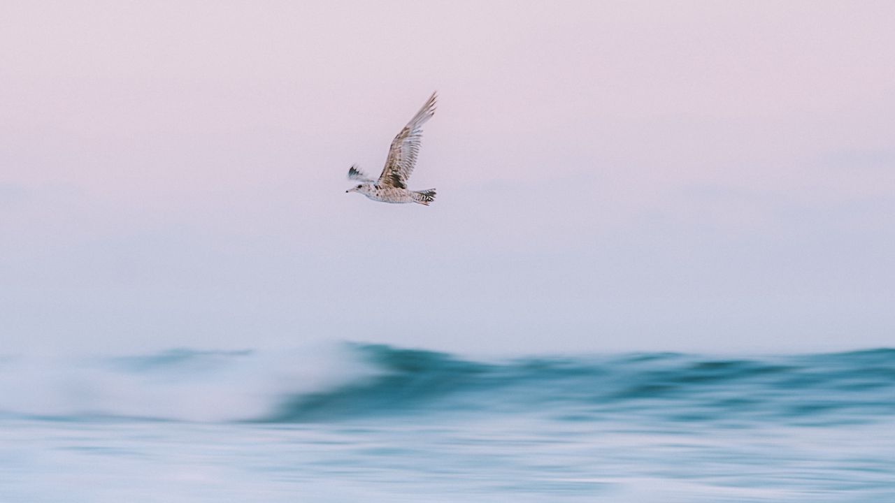 Wallpaper bird, sea, waves, water, fly
