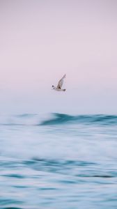 Preview wallpaper bird, sea, waves, water, fly