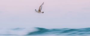 Preview wallpaper bird, sea, waves, water, fly