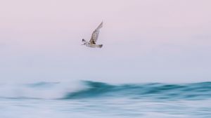 Preview wallpaper bird, sea, waves, water, fly