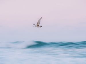 Preview wallpaper bird, sea, waves, water, fly