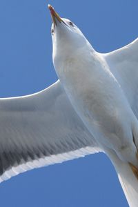 Preview wallpaper bird, seagull, flap, wings