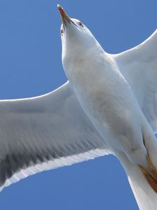 Preview wallpaper bird, seagull, flap, wings