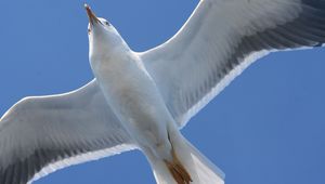 Preview wallpaper bird, seagull, flap, wings