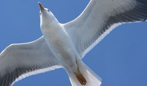 Preview wallpaper bird, seagull, flap, wings