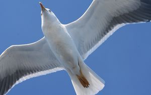 Preview wallpaper bird, seagull, flap, wings