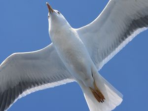 Preview wallpaper bird, seagull, flap, wings