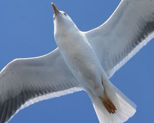 Preview wallpaper bird, seagull, flap, wings