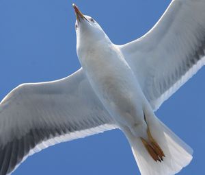 Preview wallpaper bird, seagull, flap, wings