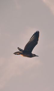 Preview wallpaper bird, seagull, flight, sky