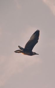 Preview wallpaper bird, seagull, flight, sky