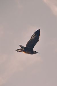 Preview wallpaper bird, seagull, flight, sky