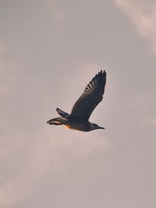 Preview wallpaper bird, seagull, flight, sky