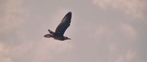 Preview wallpaper bird, seagull, flight, sky