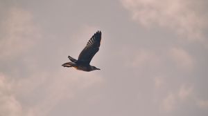 Preview wallpaper bird, seagull, flight, sky