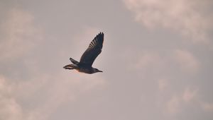 Preview wallpaper bird, seagull, flight, sky