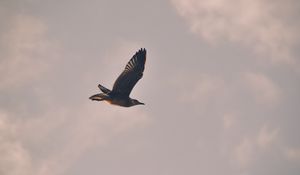 Preview wallpaper bird, seagull, flight, sky