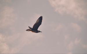 Preview wallpaper bird, seagull, flight, sky