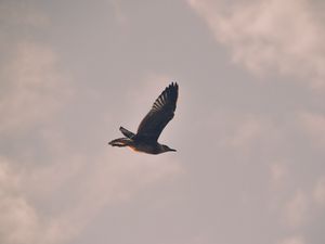 Preview wallpaper bird, seagull, flight, sky