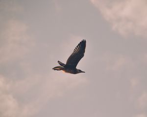 Preview wallpaper bird, seagull, flight, sky