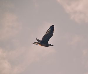 Preview wallpaper bird, seagull, flight, sky